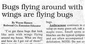 Flying bugs