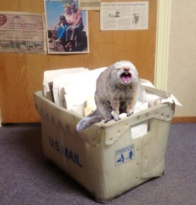 Each week, "Skippy" helps us select a photo from The Box. At least, as long as we have health coverage.